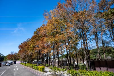 兩蔣文化園區路樹秋色與藍天｜2021/12 大溪拉拉山明池