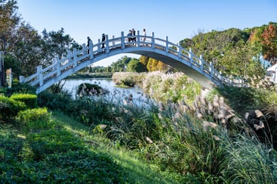 慈湖橋畔的白色拱橋與芒花景致