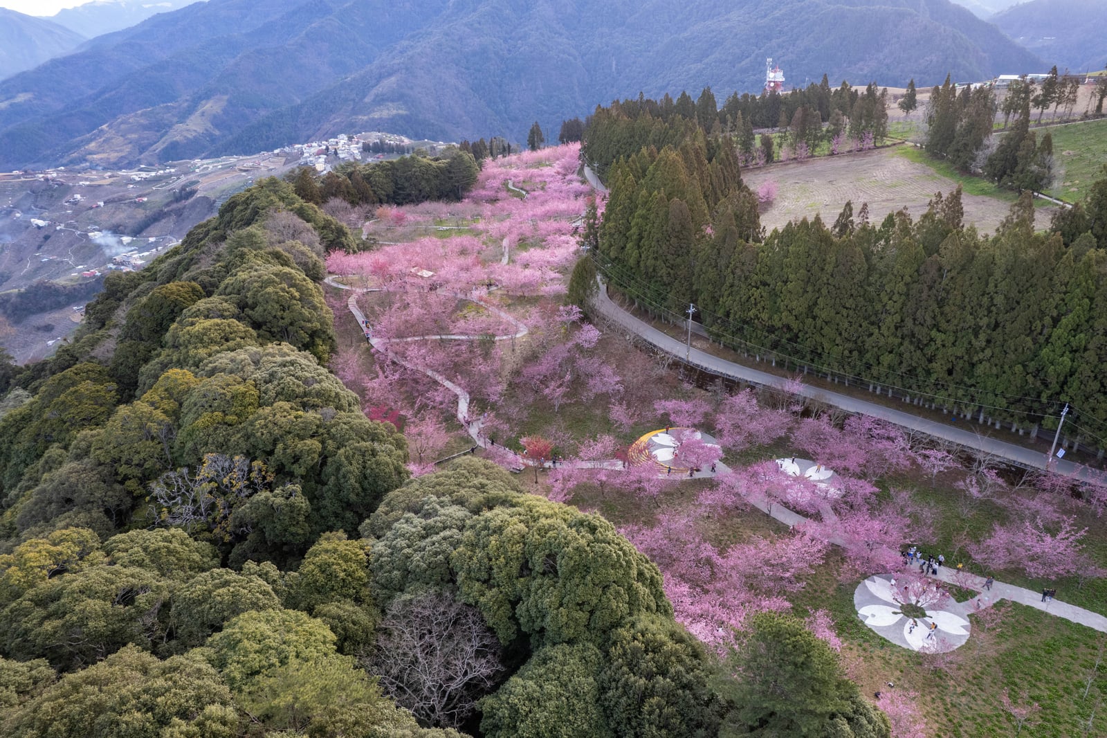 千櫻園粉嫩櫻花海的空拍視角｜2025/02 合歡山+福壽山農場