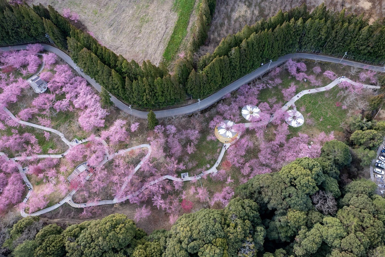 千櫻園粉紅花海的空拍視角｜2025/02 合歡山+福壽山農場