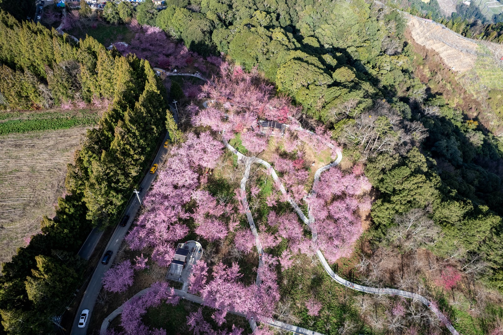 俯瞰福壽山農場粉嫩櫻花林｜2025/02 合歡山+福壽山農場