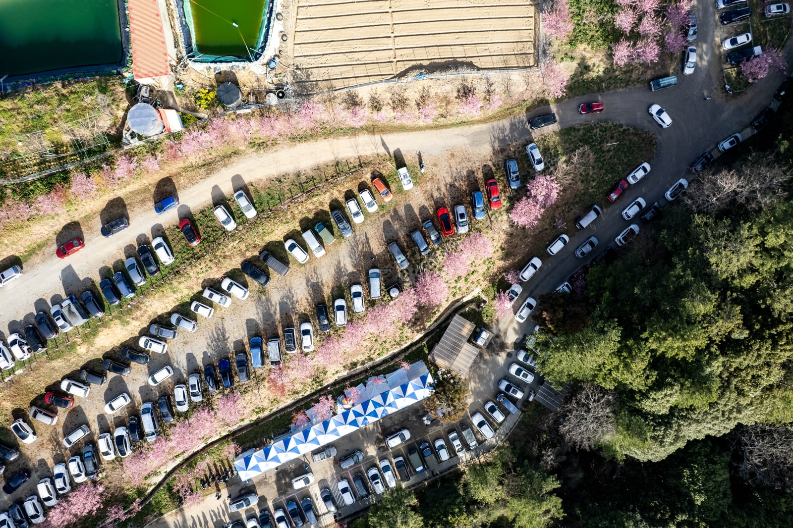 千櫻園粉嫩櫻花下的繁忙停車場｜2025/02 合歡山+福壽山農場