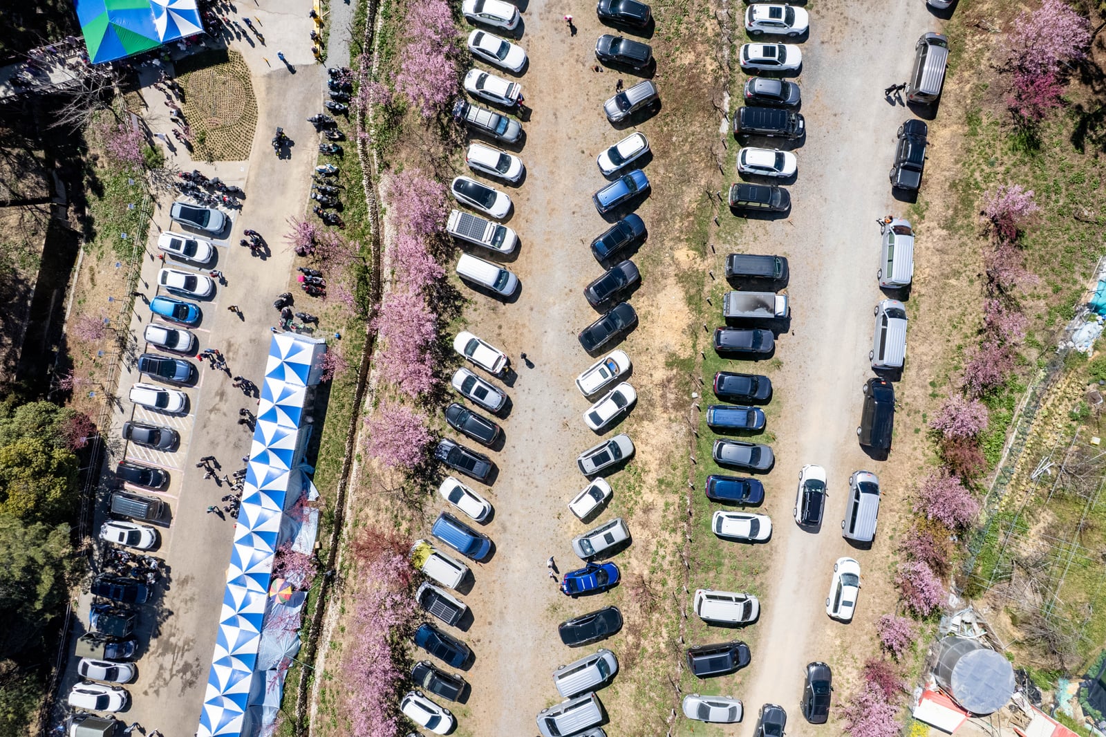 千櫻園俯瞰：粉嫩櫻花簇擁下的停車場｜2025/02 合歡山+福壽山農場