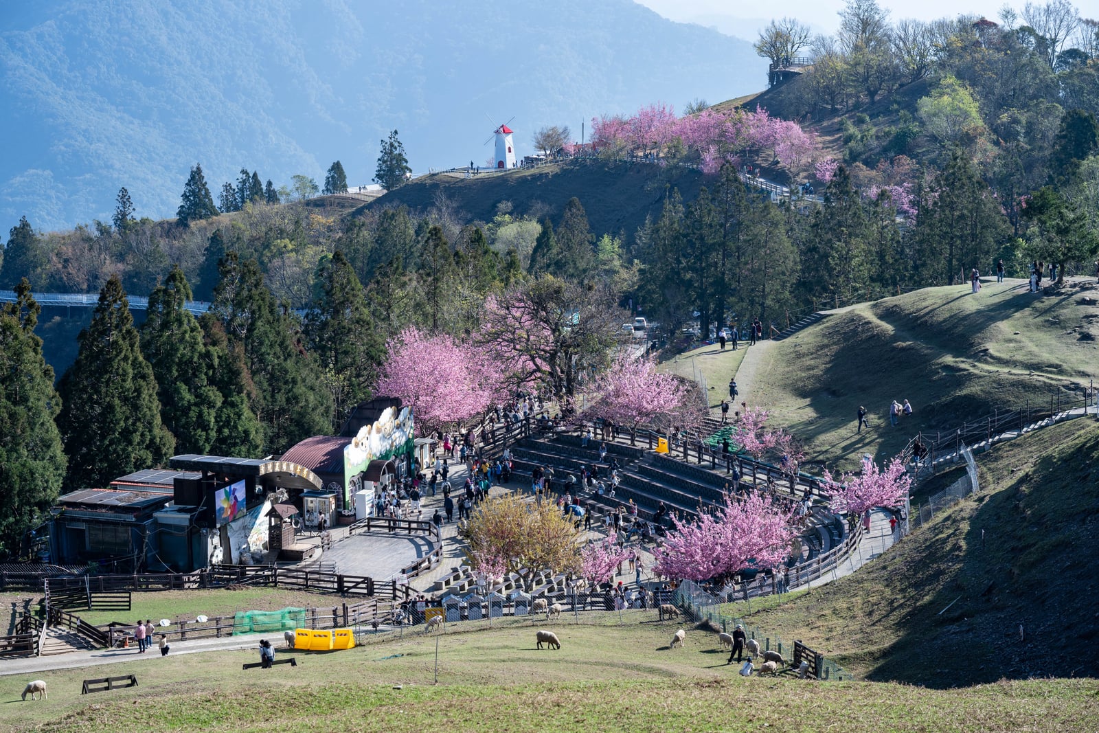 清境農場青青草原的粉嫩櫻花季｜2025/02 合歡山+福壽山農場