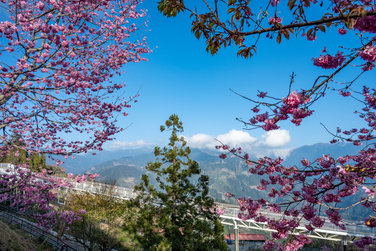 清境農場粉嫩櫻花與高山景致｜2025/02 合歡山+福壽山農場