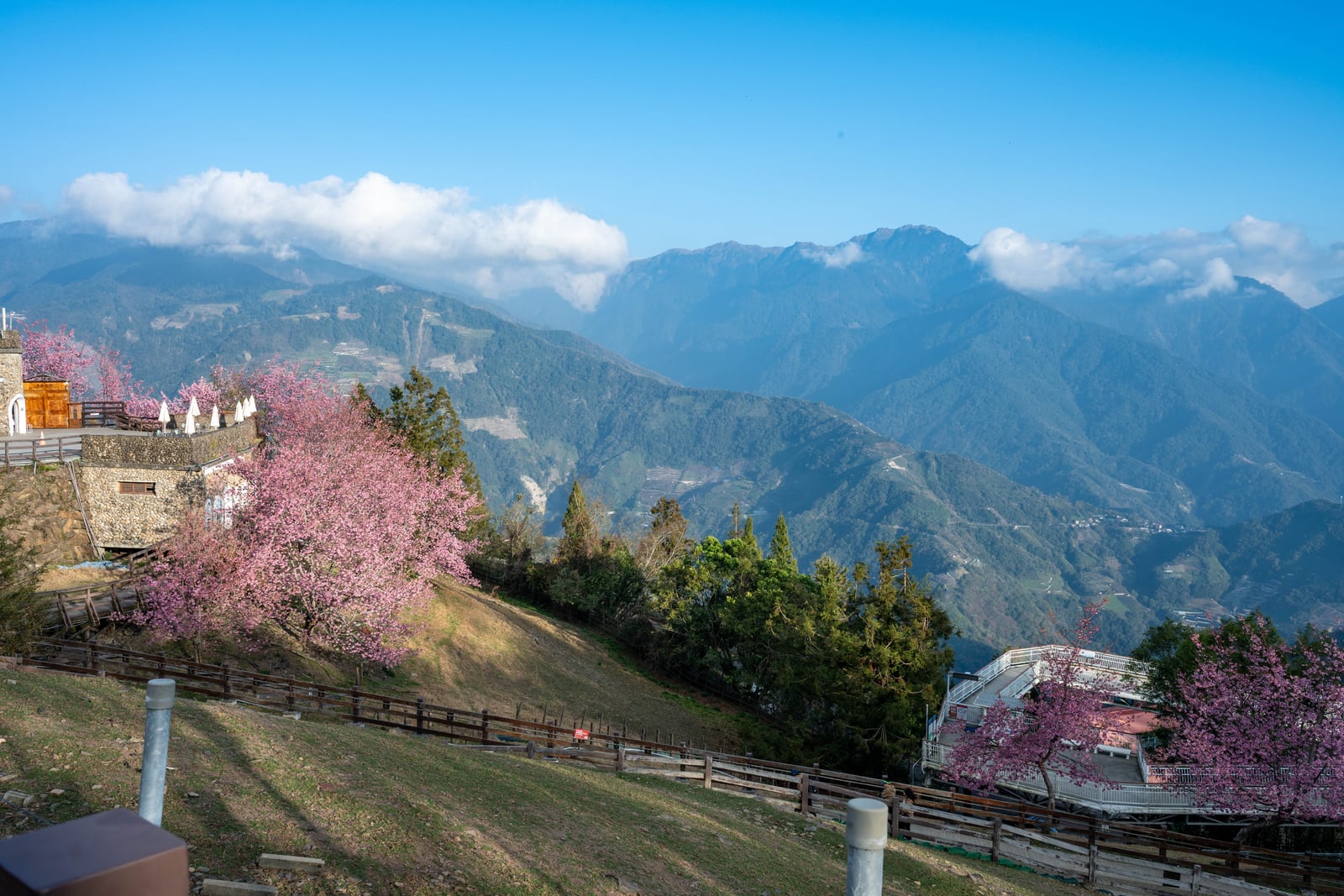 清境農場的粉嫩櫻花與壯麗山景｜2025/02 合歡山+福壽山農場