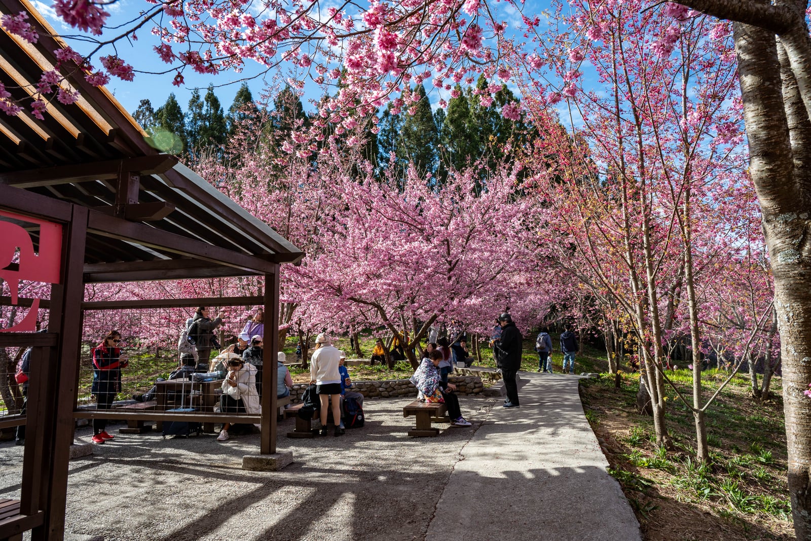 福壽山農場粉嫩櫻花盛開｜2025/02 合歡山+福壽山農場