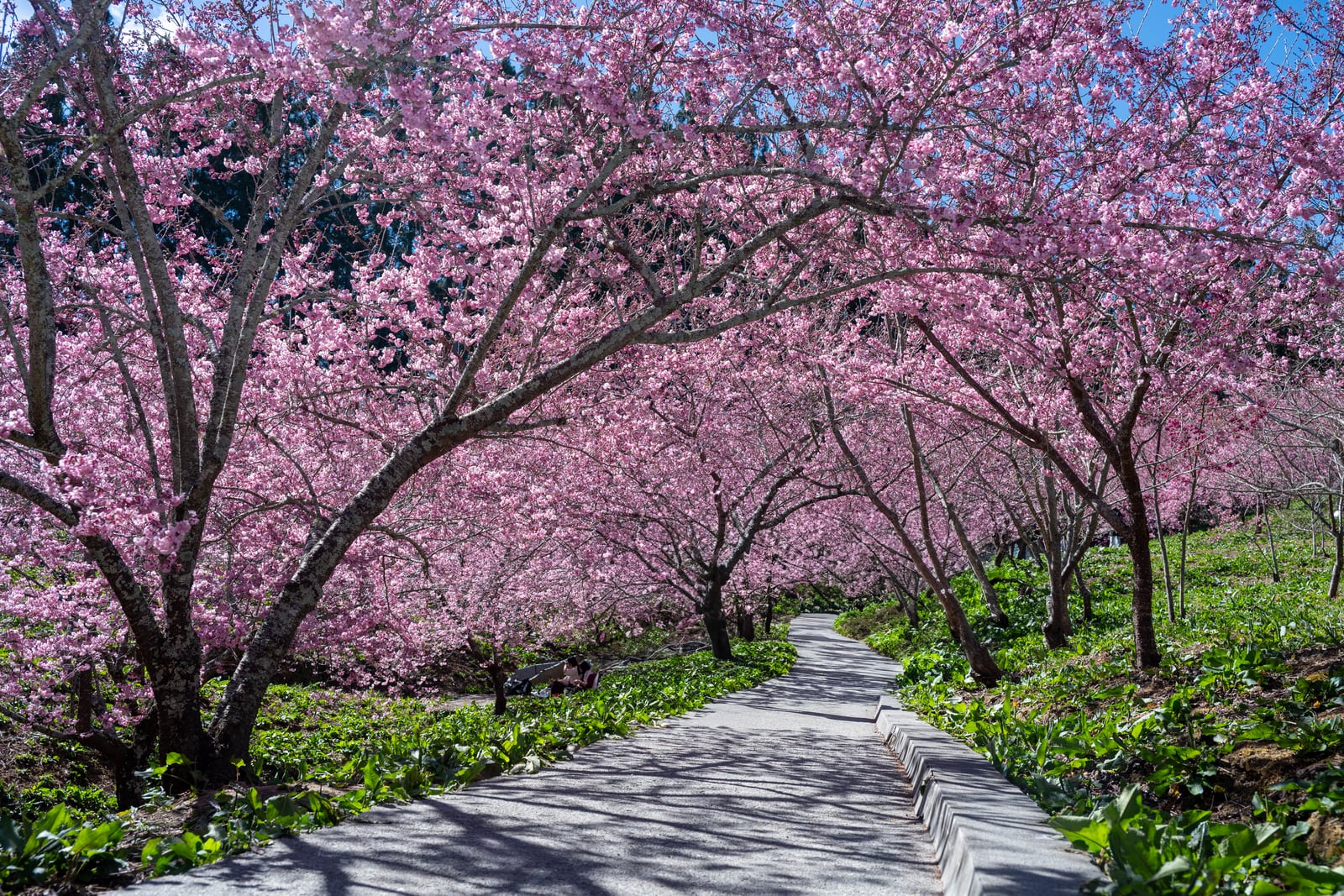 福壽山農場粉嫩櫻花隧道｜2025/02 合歡山+福壽山農場