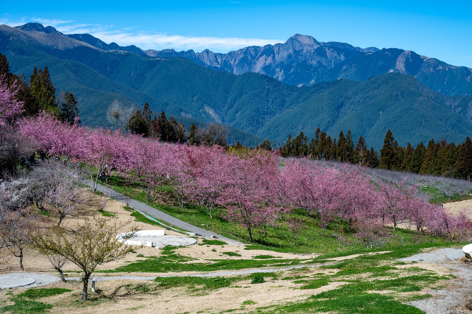 觀雲亭前粉嫩櫻花與遠山層疊｜2025/02 合歡山+福壽山農場