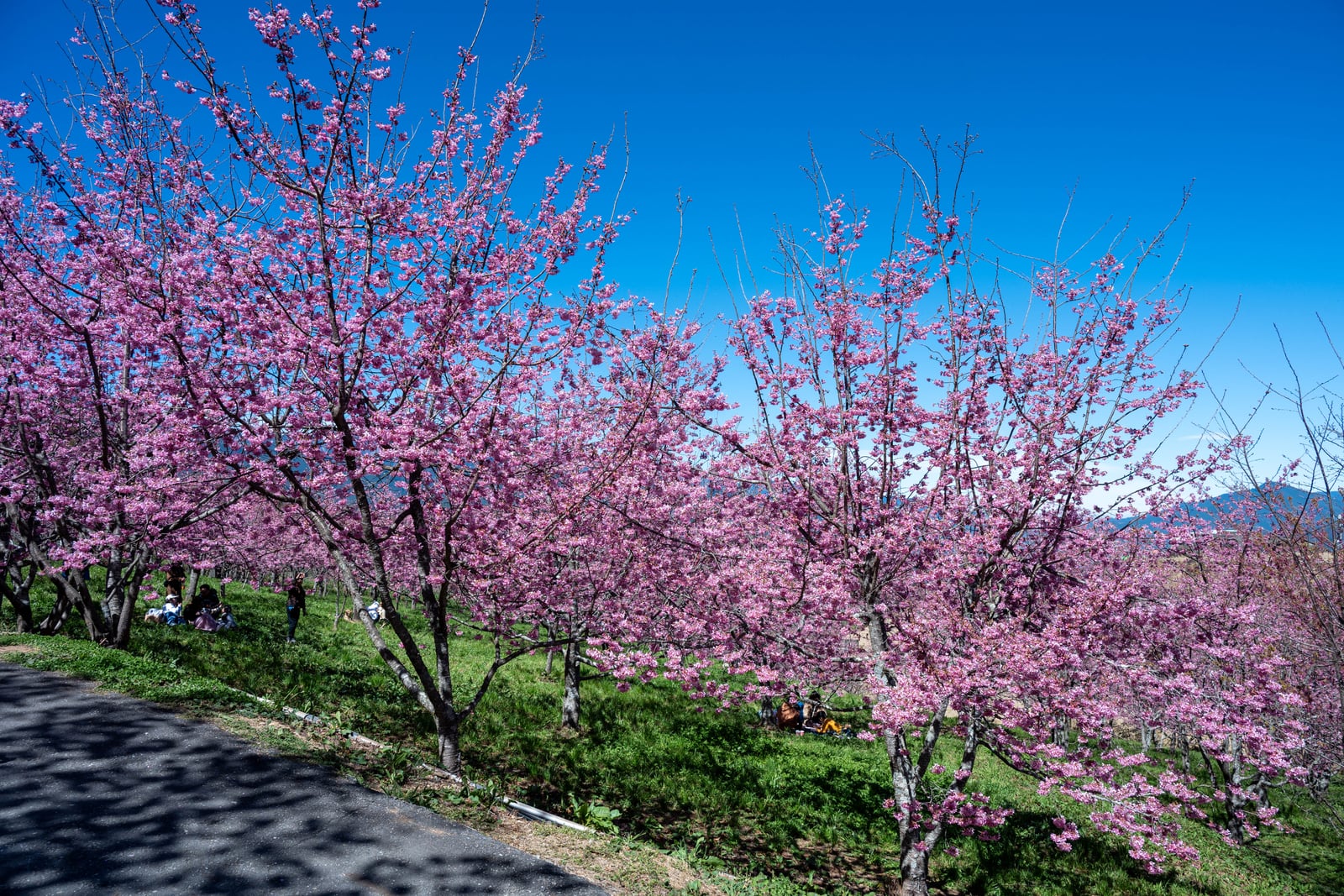 觀雲亭畔的粉嫩櫻花盛開｜2025/02 合歡山+福壽山農場