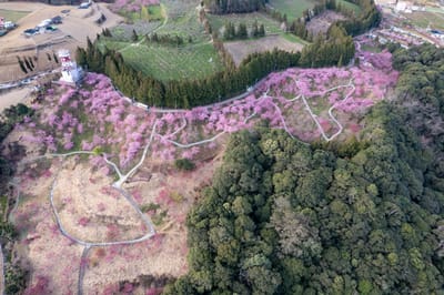 希利克步道俯瞰粉嫩櫻花林