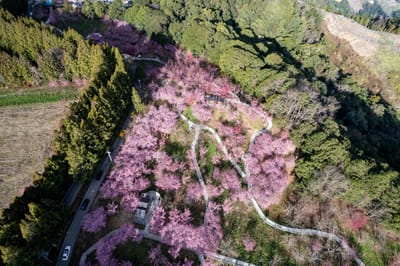 俯瞰福壽山農場粉嫩櫻花林