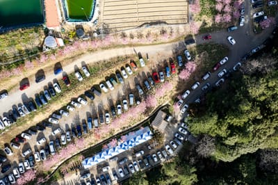 千櫻園粉嫩櫻花下的繁忙停車場