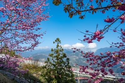 清境農場粉嫩櫻花與高山景致