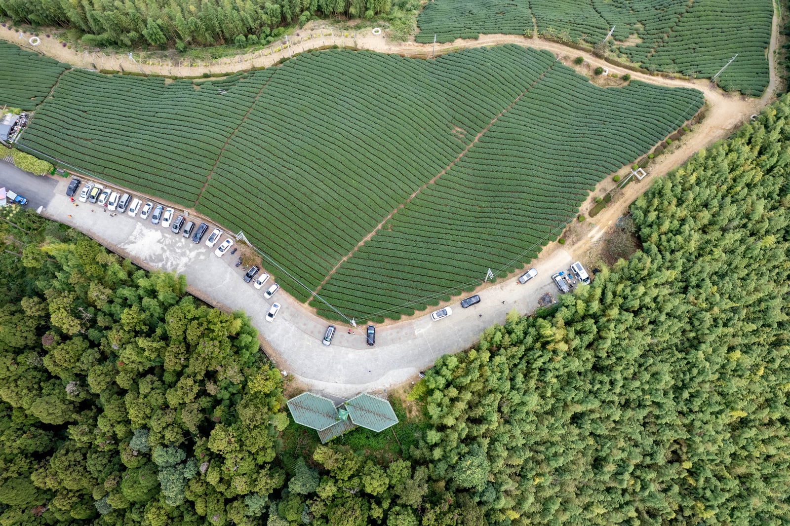雲嶺之丘茶園與山林步道空拍視角｜2022/11 古坑草嶺