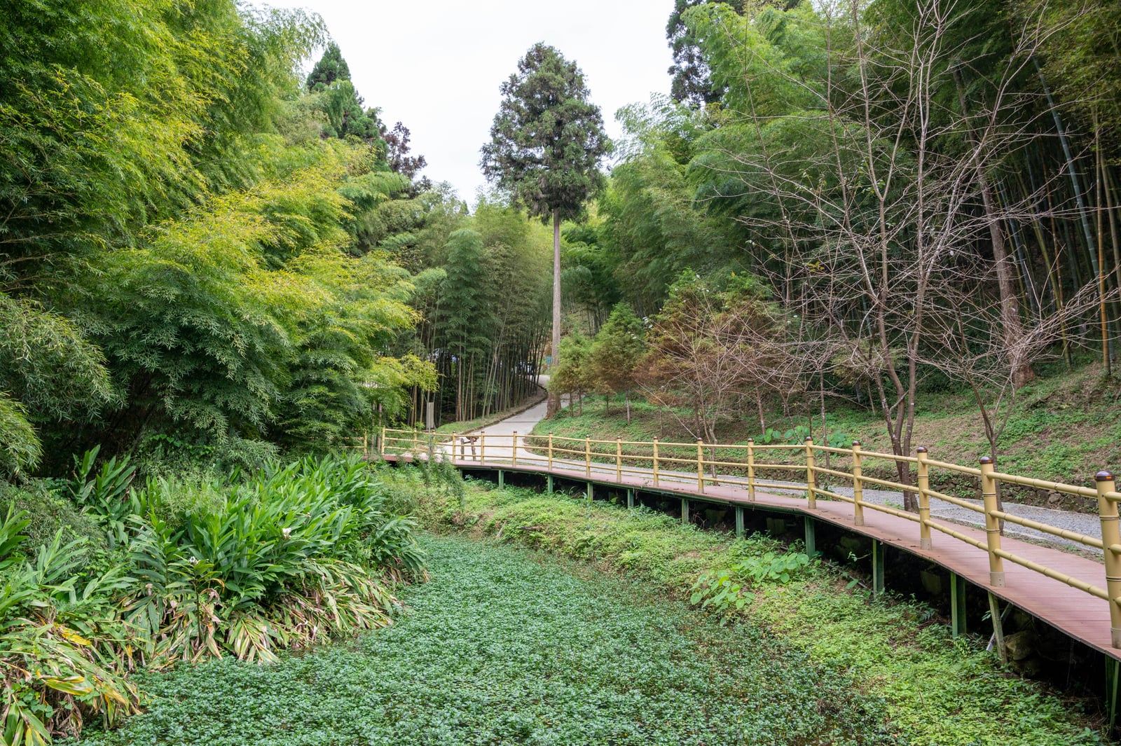 竹山鎮瀞座木棧道與翠綠水生植物｜2022/11 古坑草嶺