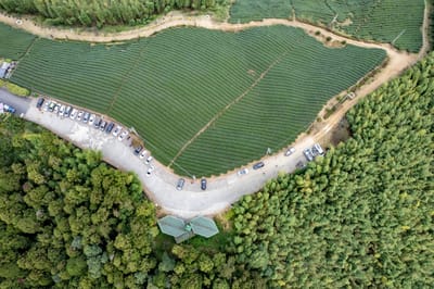 雲嶺之丘茶園與山林步道空拍視角｜2022/11 古坑草嶺