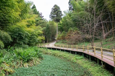 竹山鎮瀞座木棧道與翠綠水生植物｜2022/11 古坑草嶺