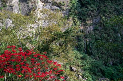 蓬萊吊橋旁綻放的豔麗紅葉與峭壁山景｜2022/11 古坑草嶺