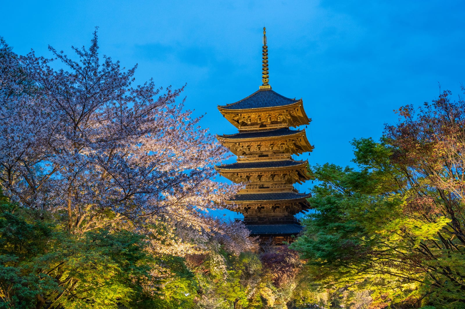 東寺五重塔與夜櫻的夢幻交織｜2023/04 關西賞櫻/環球影城