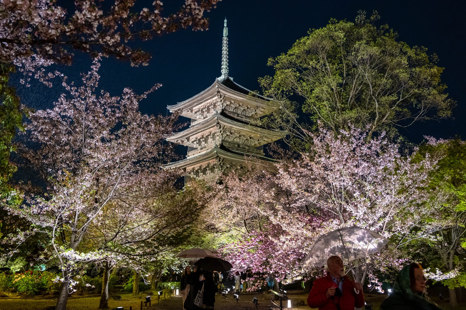 東寺五重塔的夜櫻盛景｜2023/04 關西賞櫻/環球影城