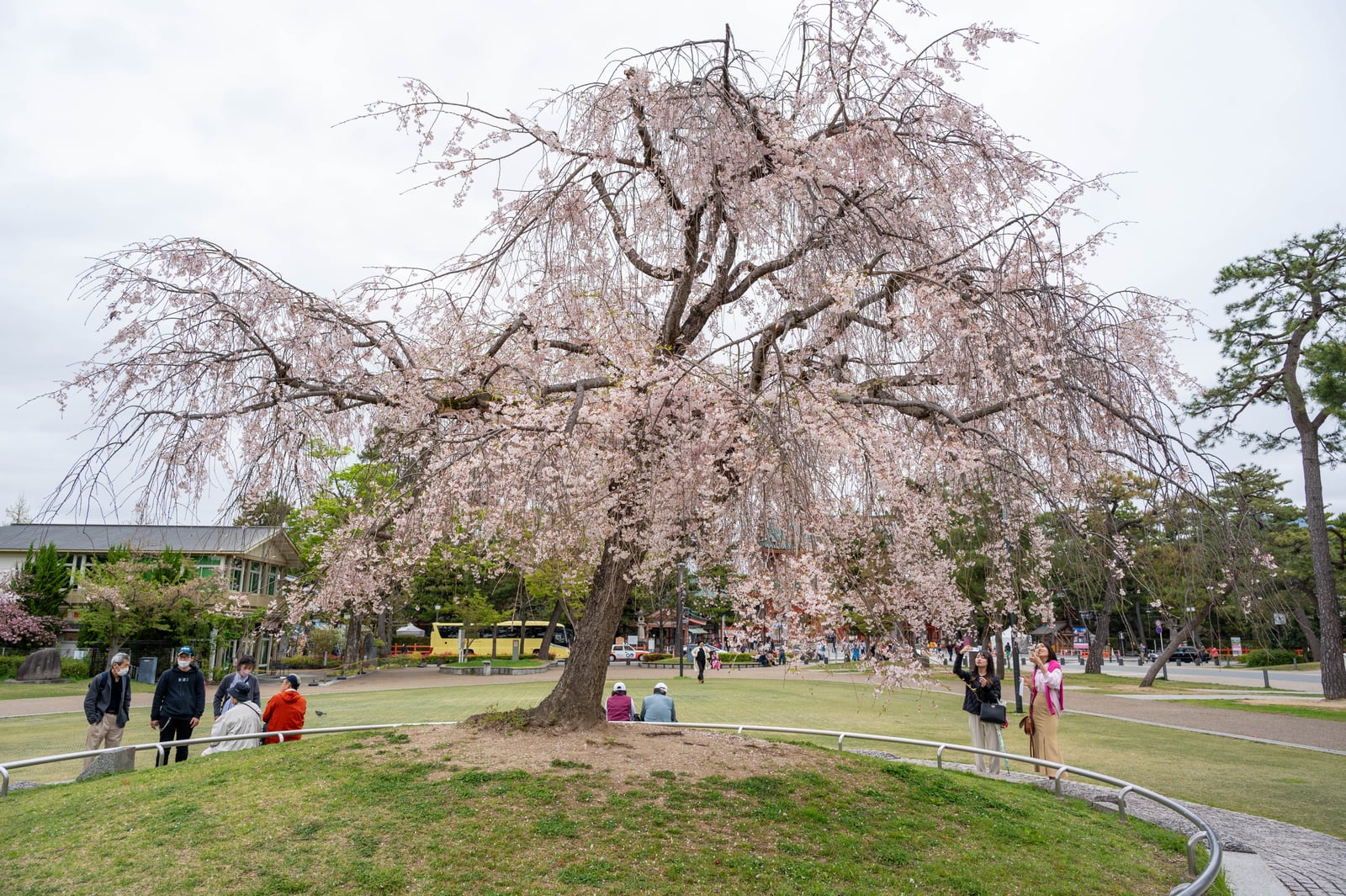岡崎公園盛開的垂櫻美景｜2023/04 關西賞櫻/環球影城