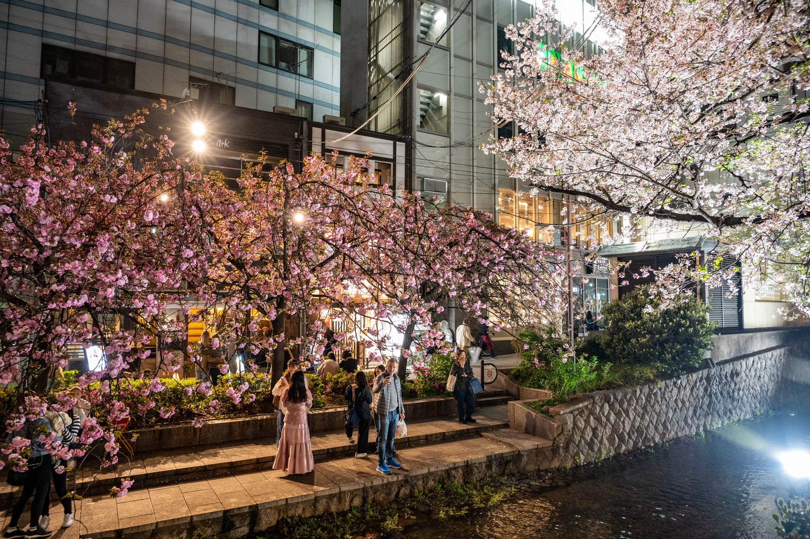 夜色下高瀨川畔的璀璨櫻花｜2023/04 關西賞櫻/環球影城