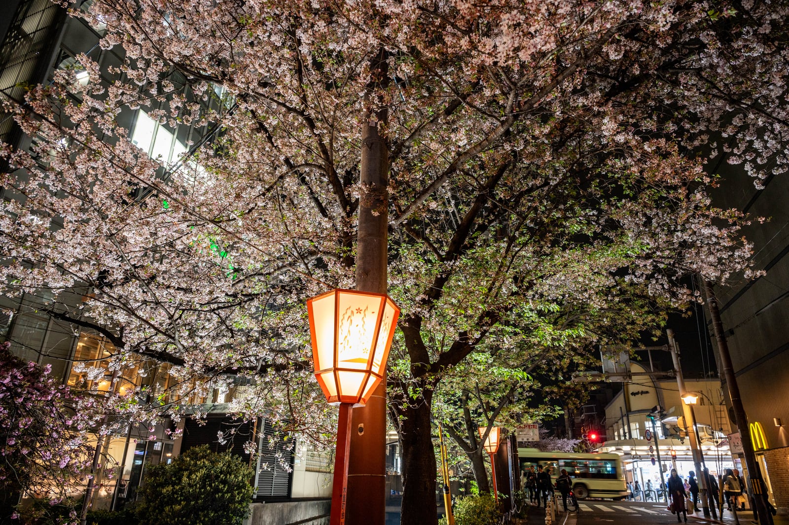 鳥新跡夜櫻與溫暖燈籠｜2023/04 關西賞櫻/環球影城
