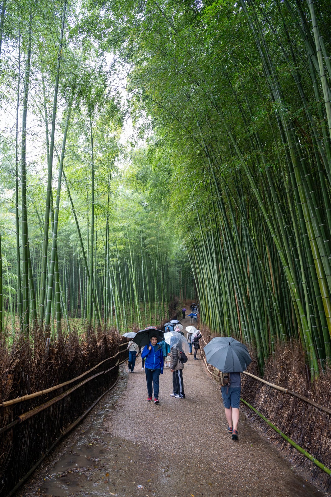 雨中漫步於嵐山翠綠竹林小徑｜2023/04 關西賞櫻/環球影城