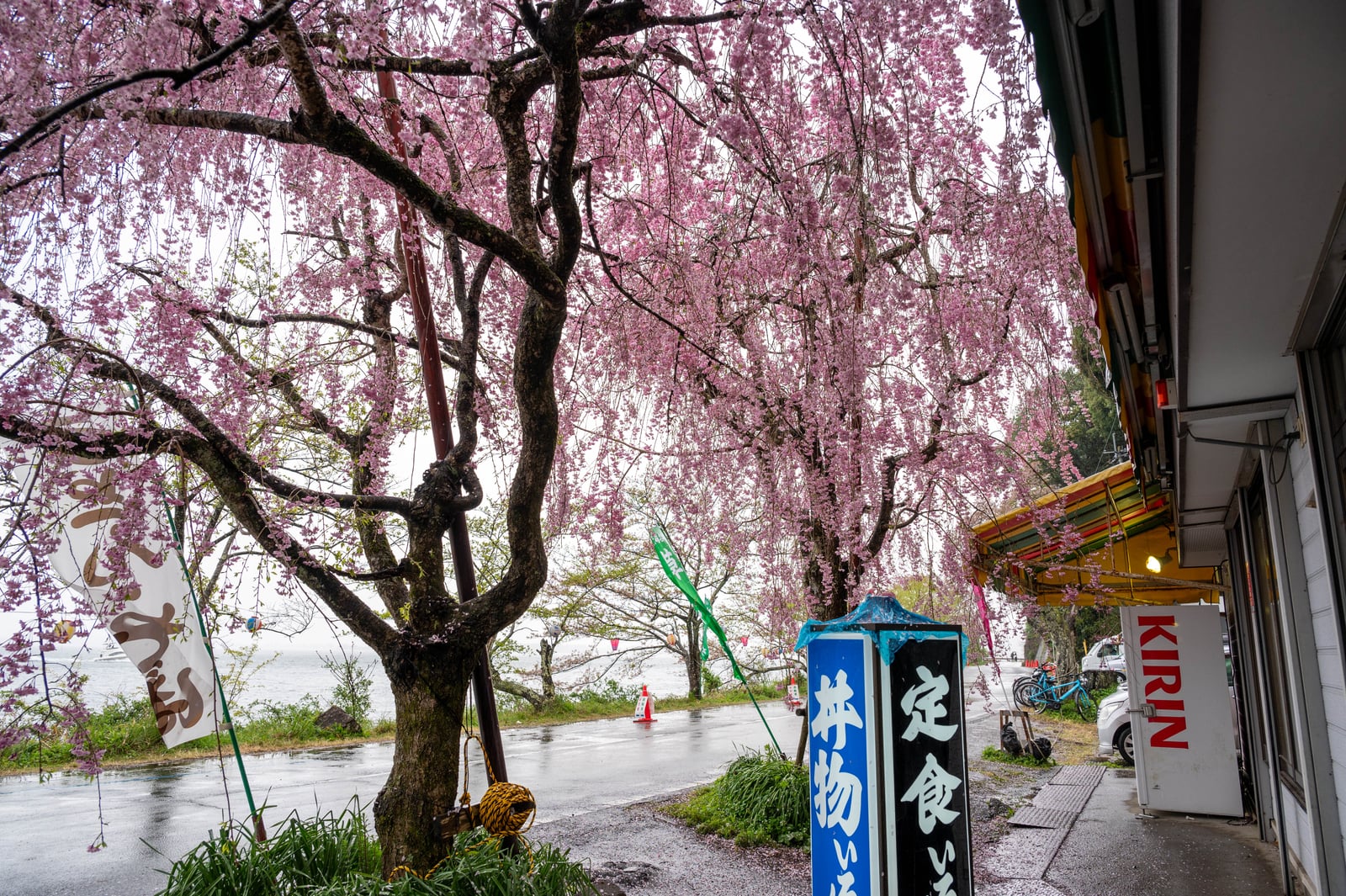 大崎寺畔的粉嫩垂櫻風情｜2023/04 關西賞櫻/環球影城