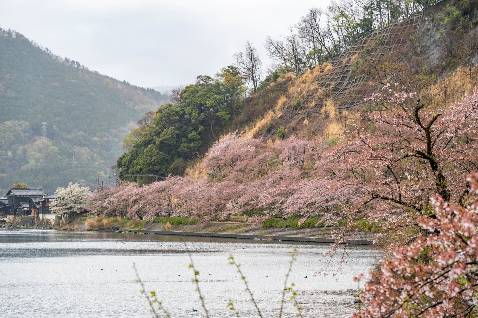 大崎寺畔的粉嫩櫻花與湖光山色｜2023/04 關西賞櫻/環球影城