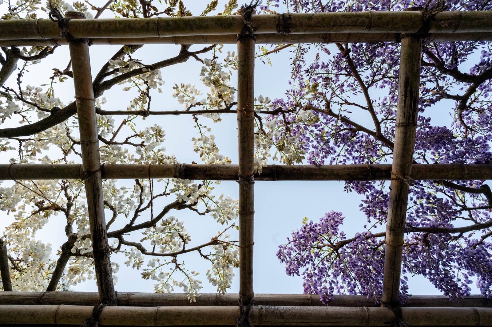 竹架下交織的紫藤與白花｜2023/04 關西賞櫻/環球影城