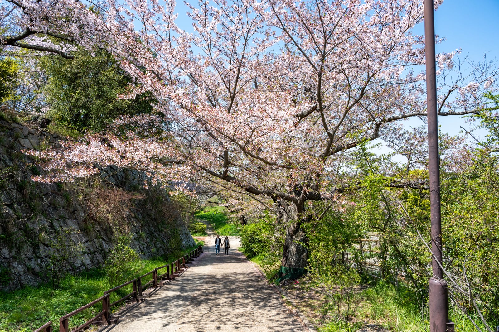 明石城址見ノ門，櫻花樹下的漫步時光｜2023/04 關西賞櫻/環球影城