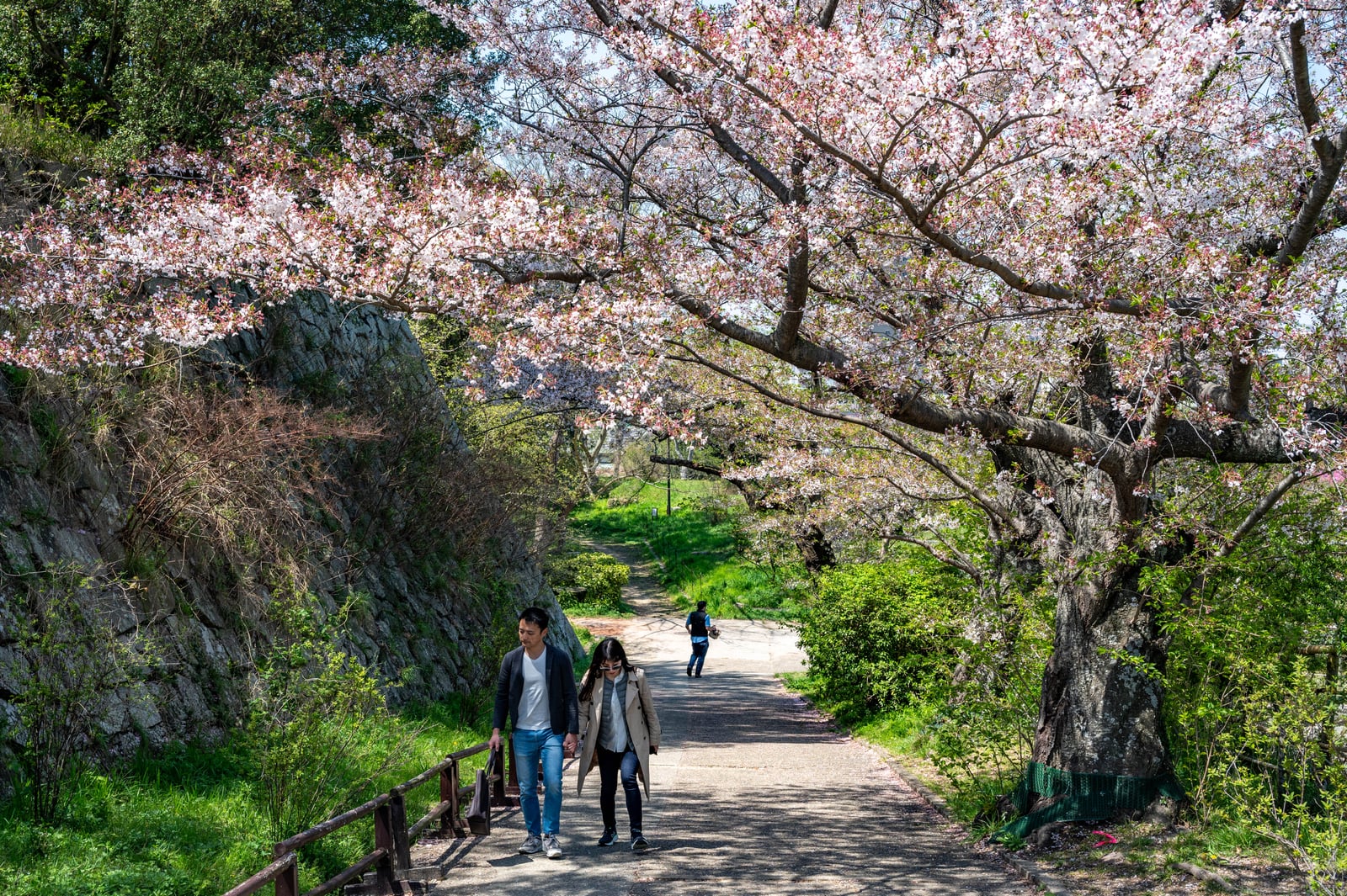明石城址見ノ門下的櫻花步道｜2023/04 關西賞櫻/環球影城