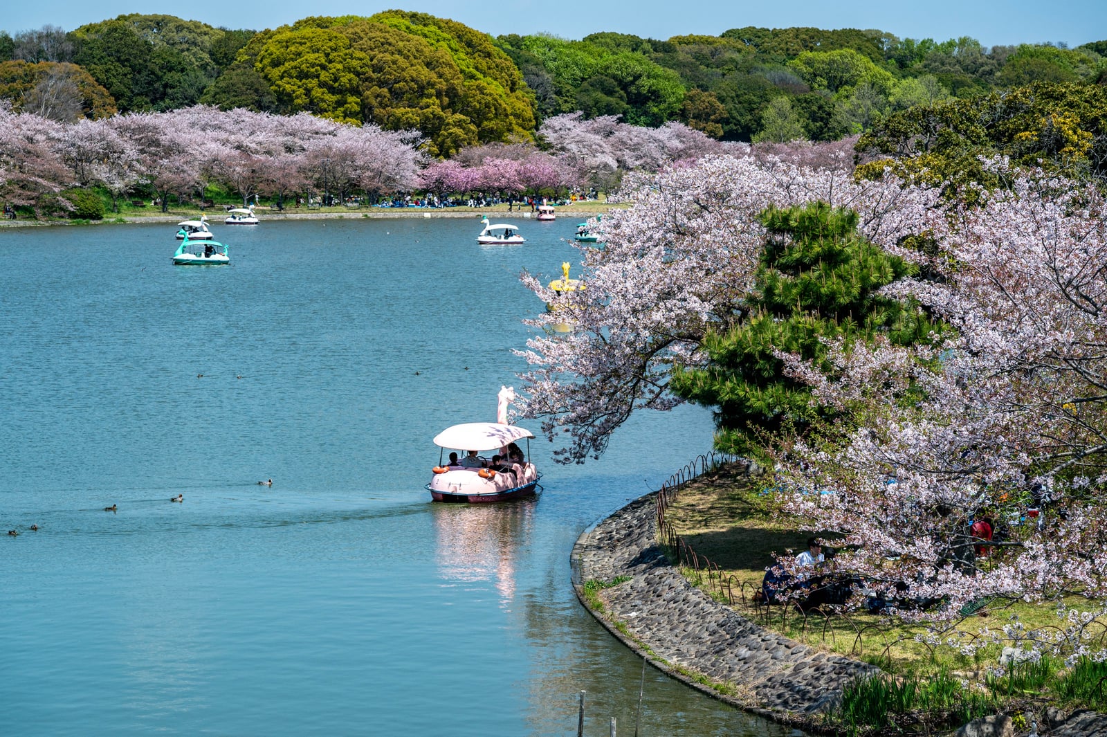 明石公園湖畔的粉櫻與天鵝船｜2023/04 關西賞櫻/環球影城