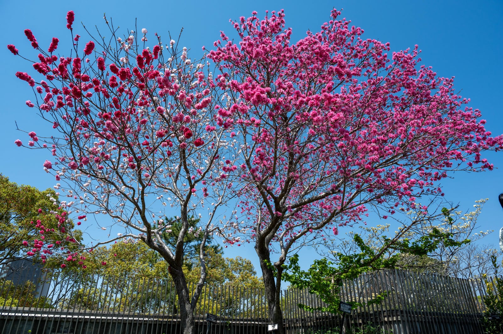 明石屋上庭園中綻放的紅白雙色花樹｜2023/04 關西賞櫻/環球影城