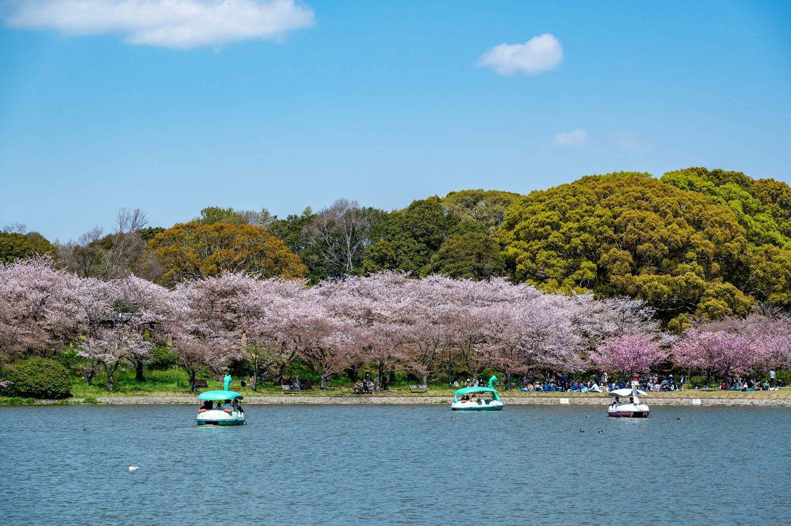 明石公園湖畔的春日天鵝船｜2023/04 關西賞櫻/環球影城