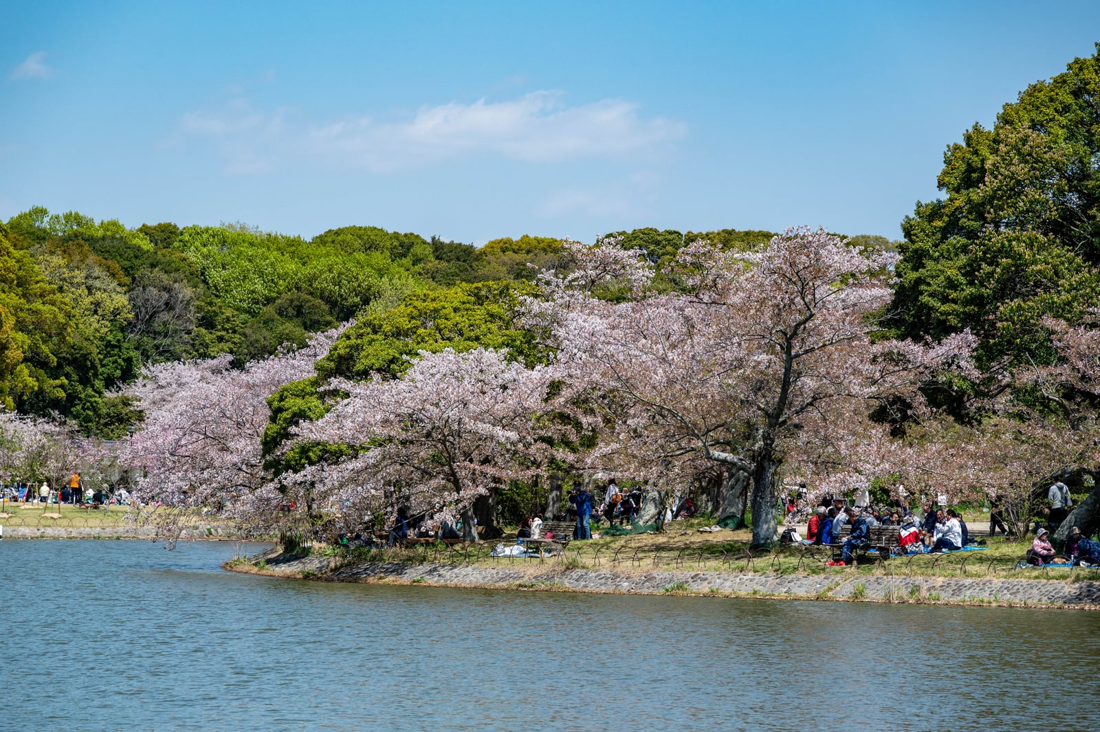 明石公園湖畔的春日櫻花盛景｜2023/04 關西賞櫻/環球影城