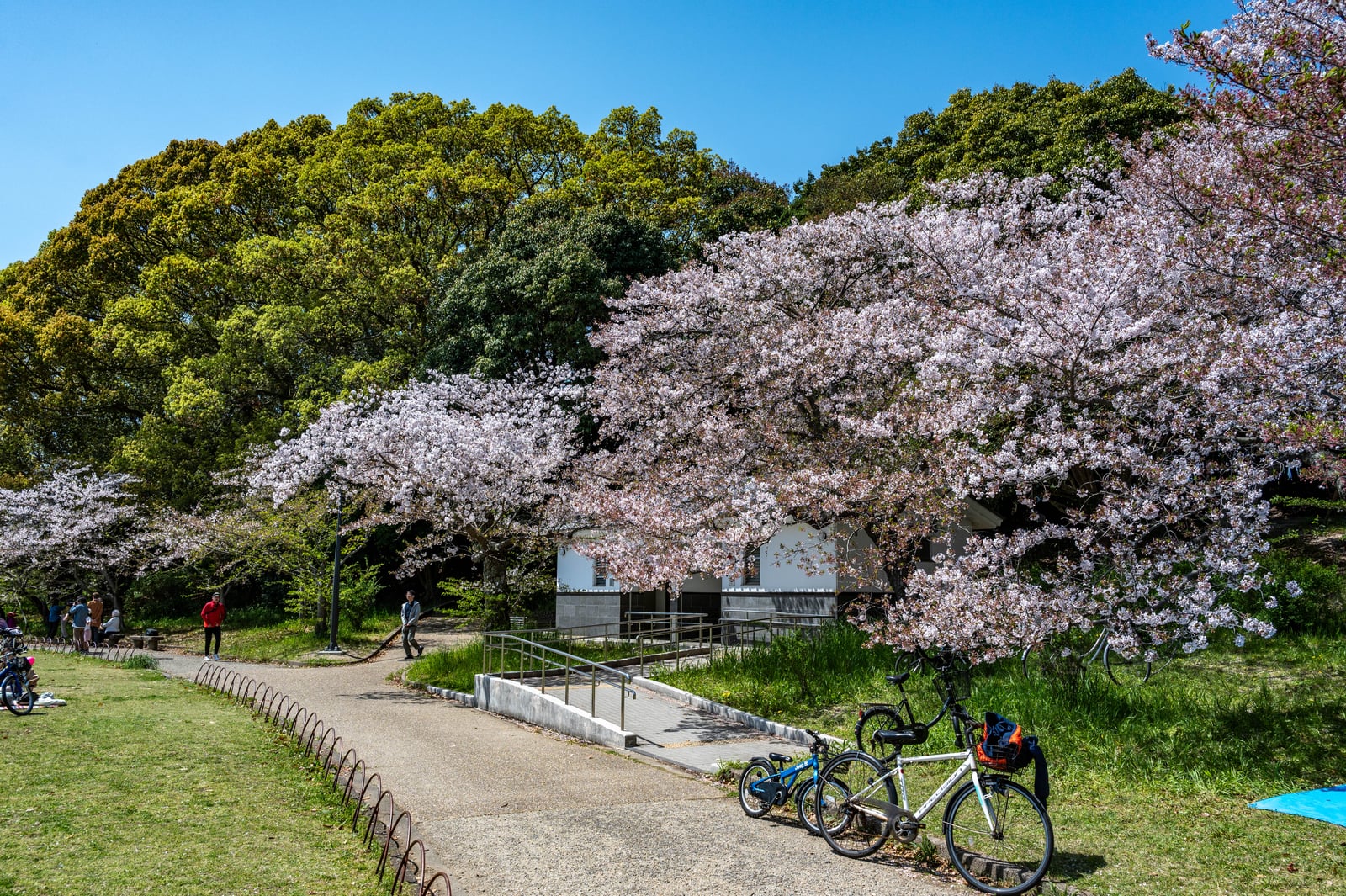 千畳芝公園的春日櫻花盛開景象｜2023/04 關西賞櫻/環球影城