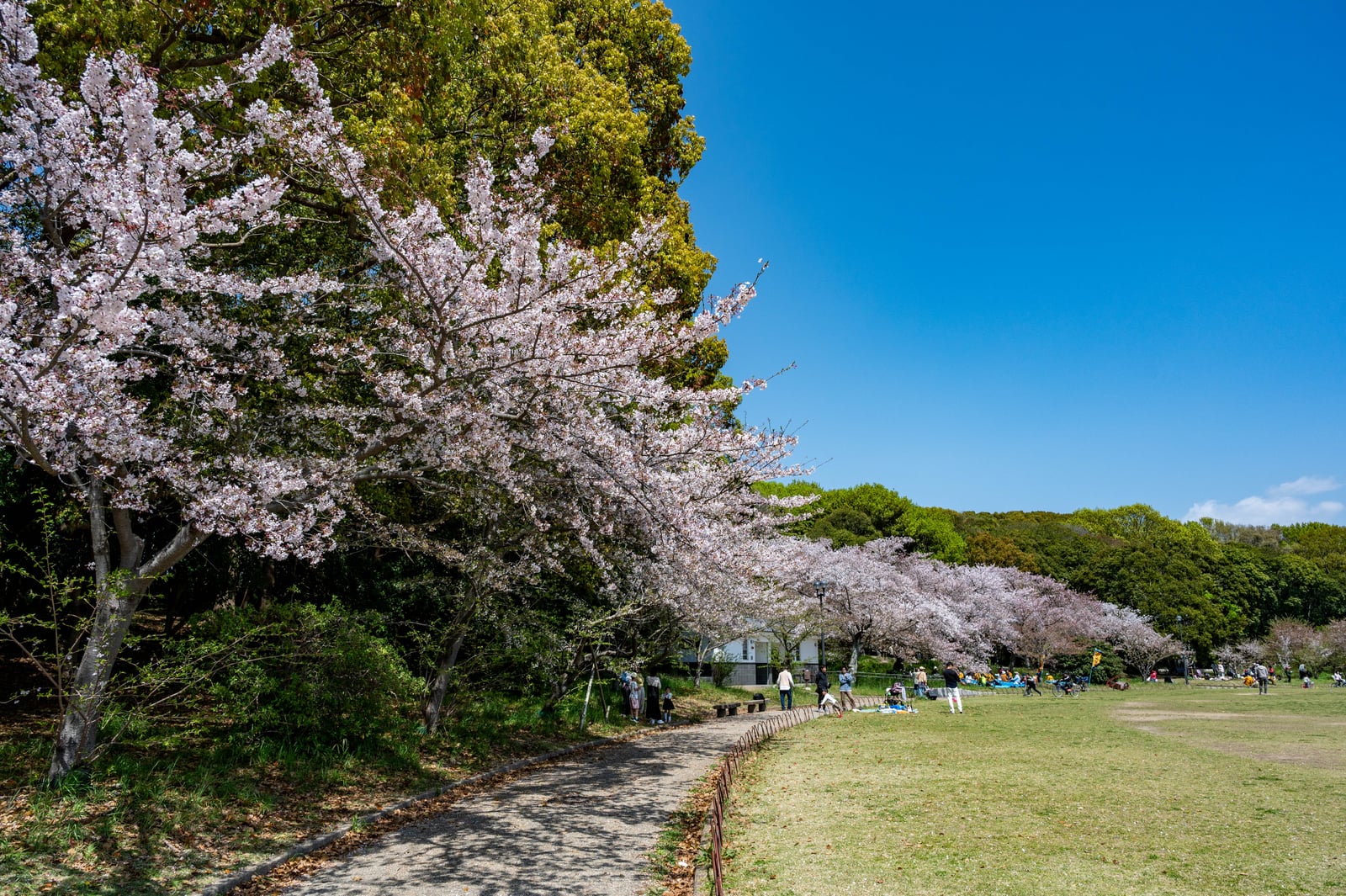明石公園千畳芝的春日櫻花步道｜2023/04 關西賞櫻/環球影城