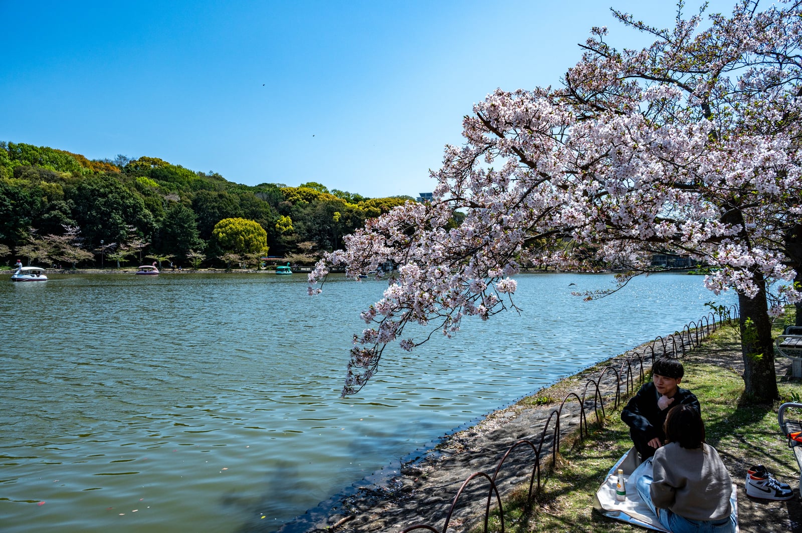 剛の池畔的櫻花樹下野餐時光｜2023/04 關西賞櫻/環球影城