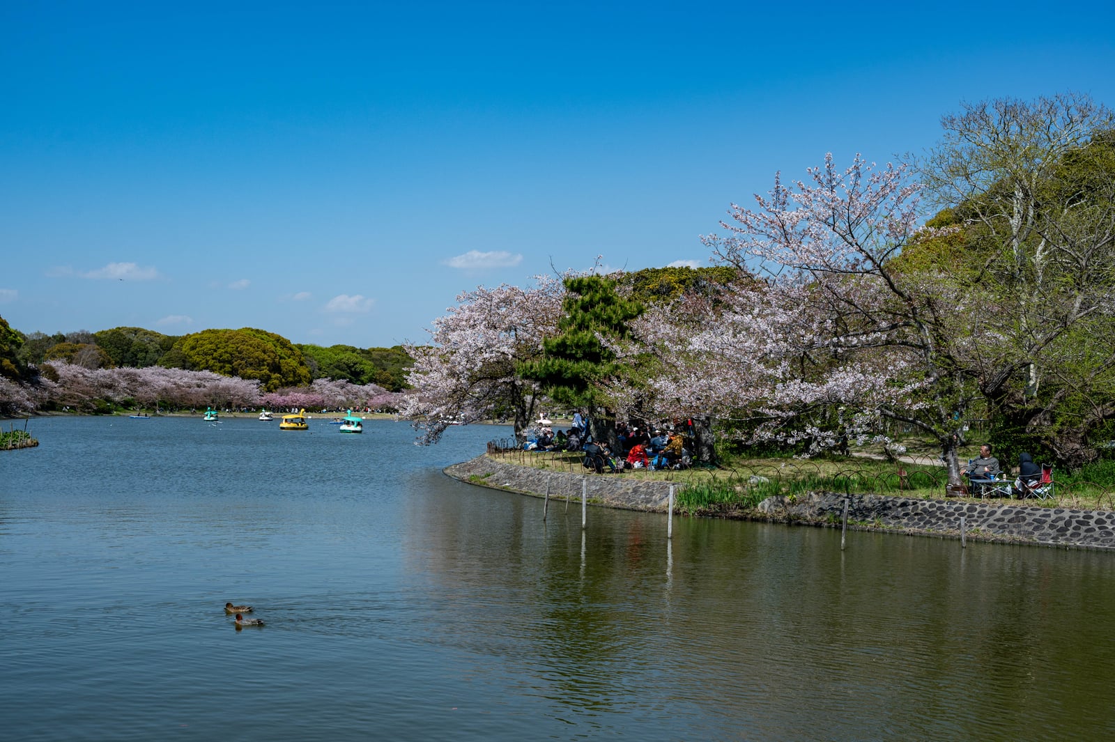 明石公園湖畔的春日櫻花盛景｜2023/04 關西賞櫻/環球影城