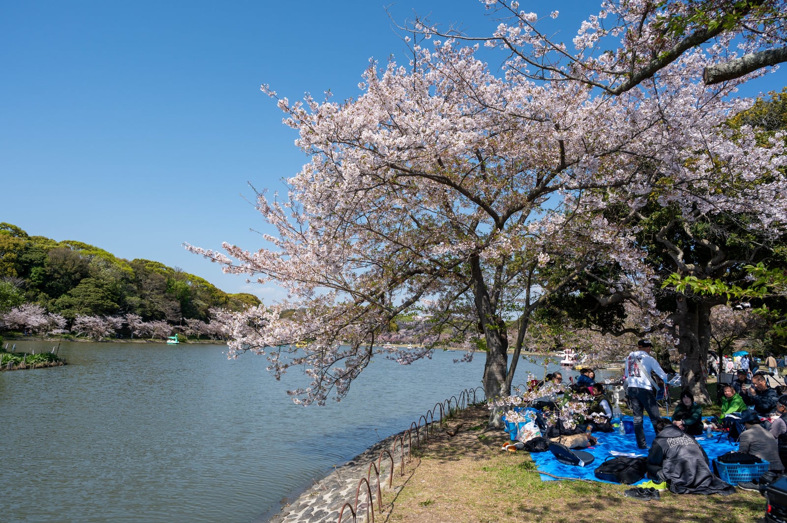 明石公園湖畔的櫻花樹下野餐時光｜2023/04 關西賞櫻/環球影城