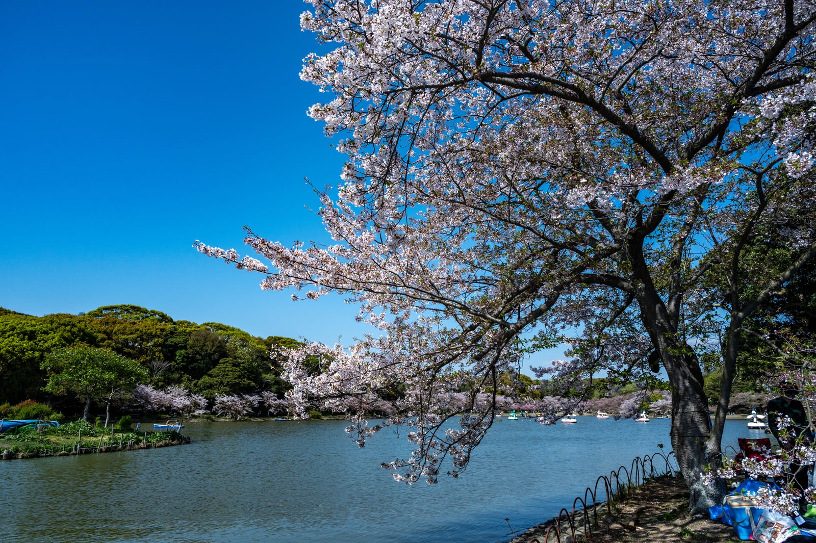 明石公園湖畔的盛開櫻花樹｜2023/04 關西賞櫻/環球影城