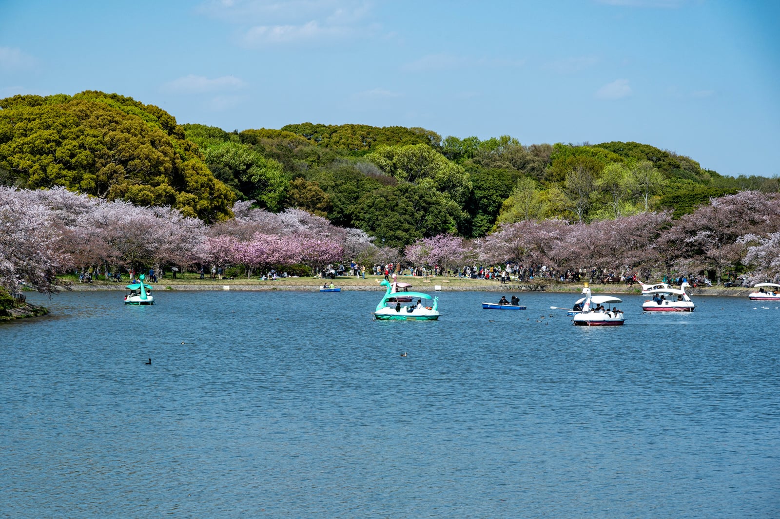 明石公園湖畔的悠閒天鵝船時光｜2023/04 關西賞櫻/環球影城