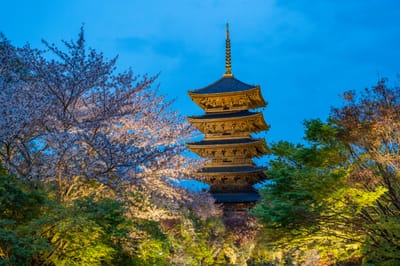 東寺五重塔與夜櫻的夢幻交織｜2023/04 關西賞櫻/環球影城