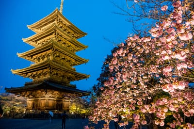東寺五重塔的暮色櫻花夜