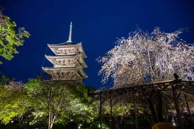 瓢簞池畔的五重塔夜櫻盛景｜2023/04 關西賞櫻/環球影城