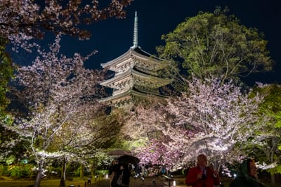 東寺五重塔的夜櫻盛景｜2023/04 關西賞櫻/環球影城
