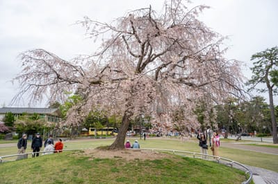 岡崎公園盛開的垂櫻美景｜2023/04 關西賞櫻/環球影城